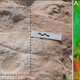 The first human footprint discovered at the site and its corresponding digital elevation model (DEM).